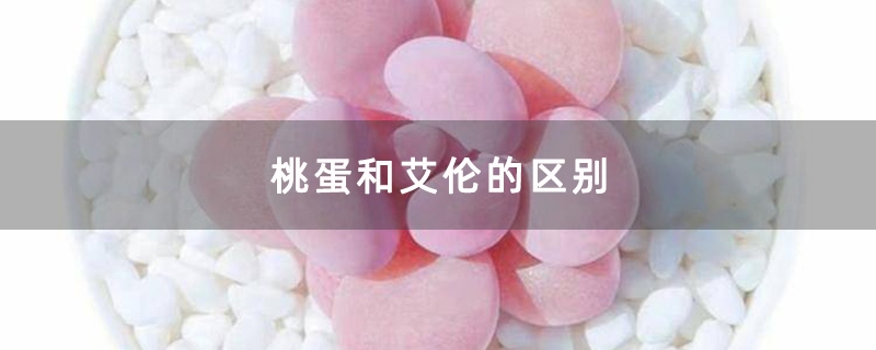 多肉桃蛋