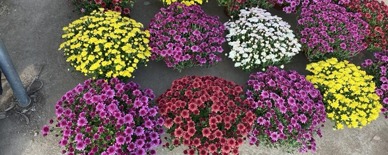 保定市花是什么花