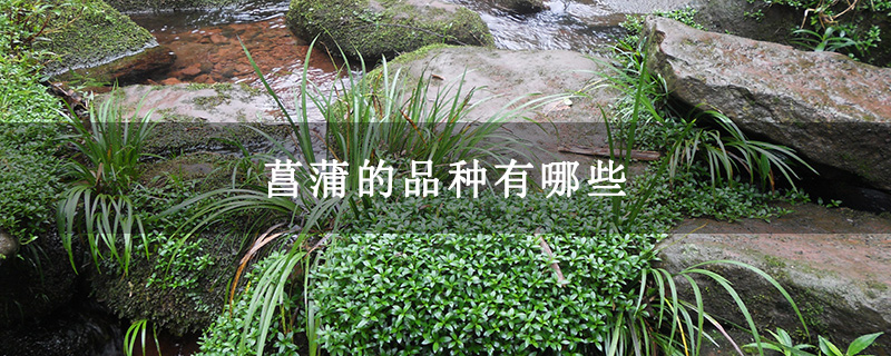 菖蒲的品种有哪些