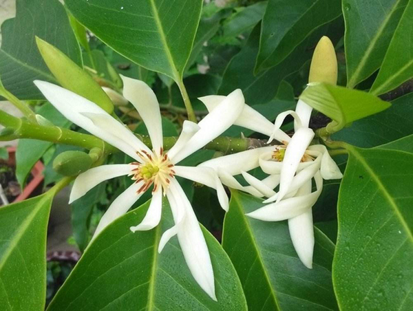 白兰花
