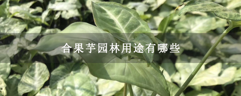 合果芋园林用途有哪些