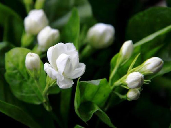 茉莉的花语是什么？茉莉的寓意和象征
