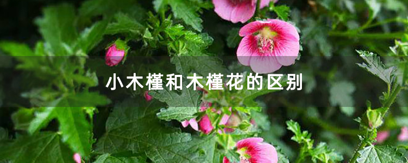 小木槿和木槿花的区别