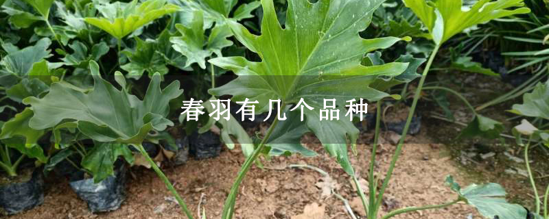 春羽有几个品种