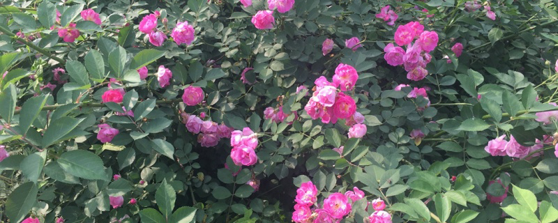蔷薇花苗