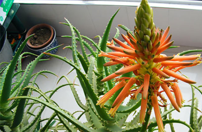 芦荟开花