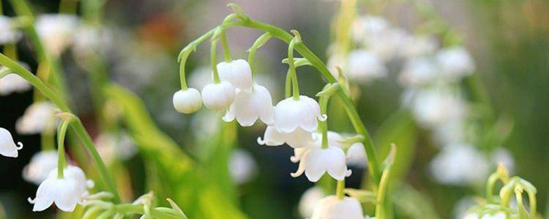 白色铃兰花