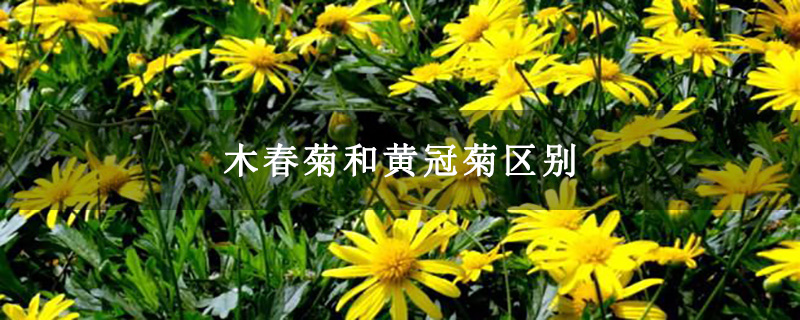 木春菊和黄冠菊区别