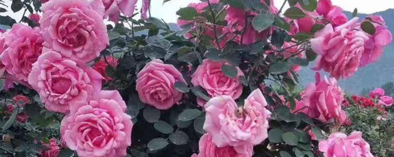 常州市花是什么花