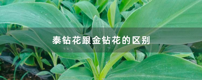 泰钻花跟金钻花的区别