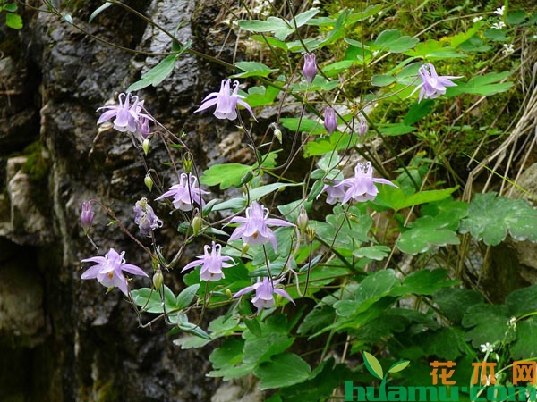 华北耧斗菜