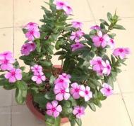 这5种花便宜又好养，很适合新手！