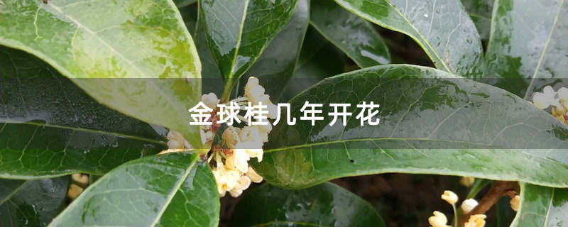 金球桂几年开花