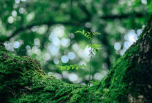 绿青苔怎么清除
