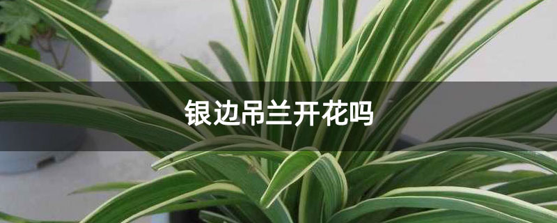 银边吊兰开花吗