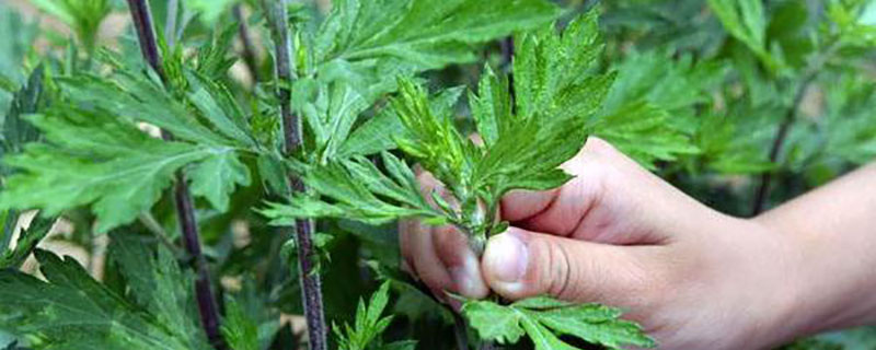 黄金艾蒿和艾草区别
