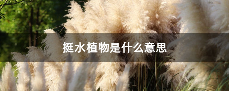 挺水植物是什么意思