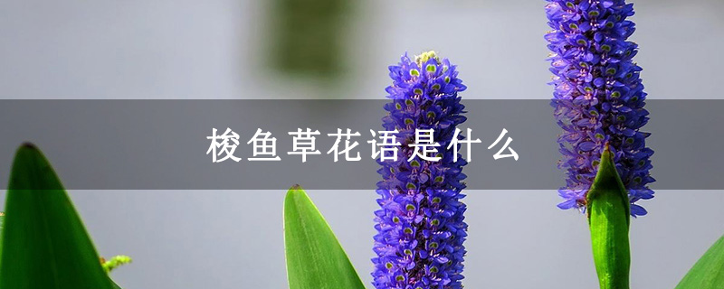 梭鱼草花语是什么
