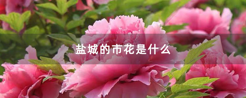 盐城的市花是什么