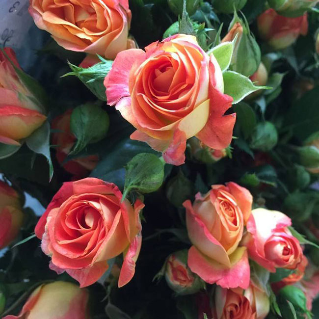 玫瑰花的花语是什么?玫瑰花的寓意和象征