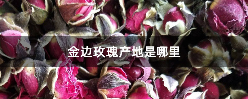 金边玫瑰产地是哪里