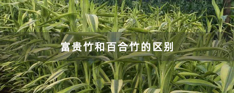 富贵竹和百合竹的区别