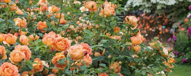 宿州市花是什么花