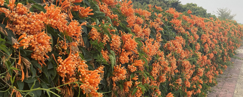 炮仗花
