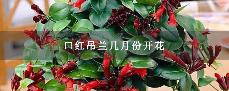 口红吊兰几月份开花