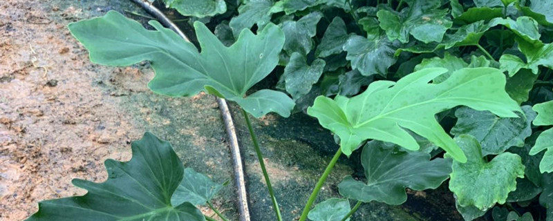 适合客厅长期养的水培植物
