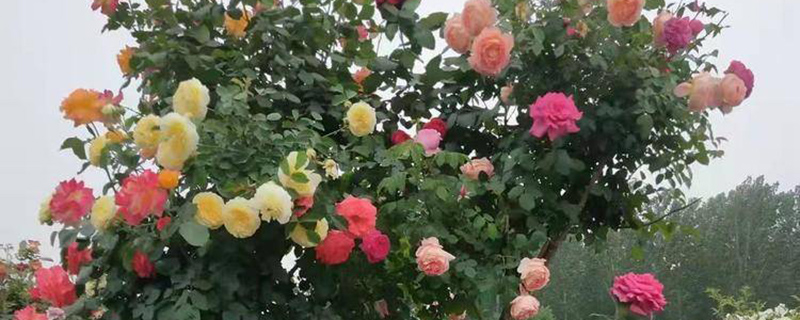 唐山市花是什么花
