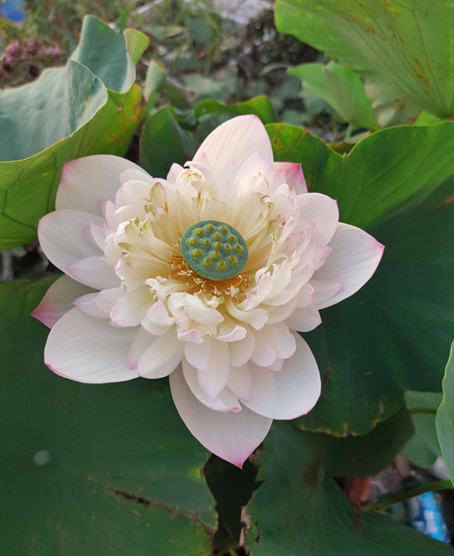 莲花的象征意义是什么?
