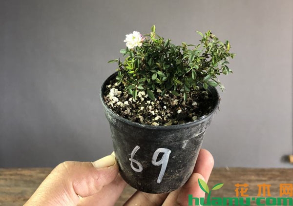 姬月季