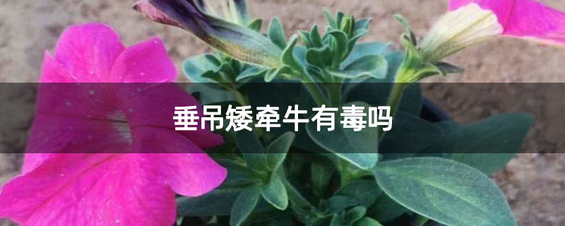 垂吊矮牵牛有毒吗