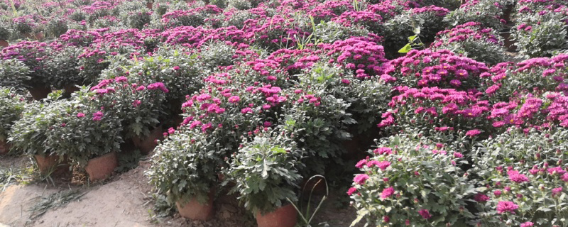 中山市花是什么花
