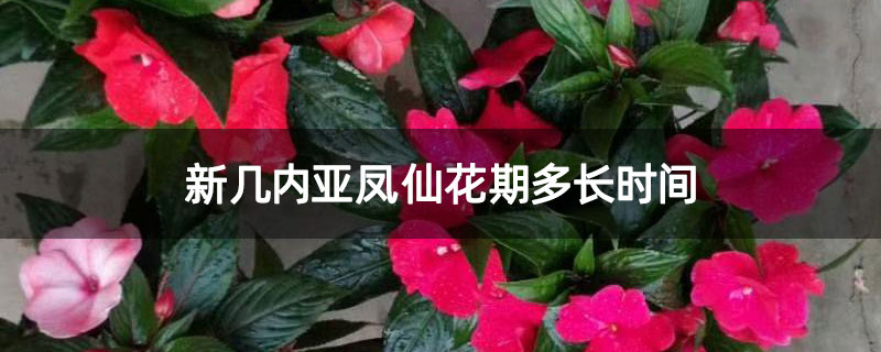 新几内亚凤仙花期多长时间
