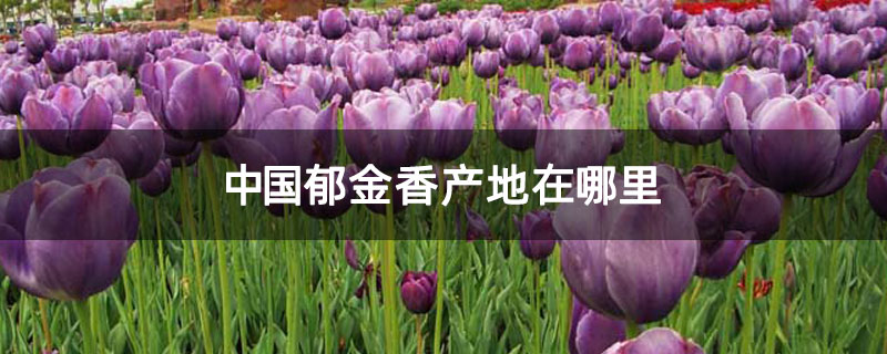 中国郁金香产地在哪里 中国郁金香产地在哪里
