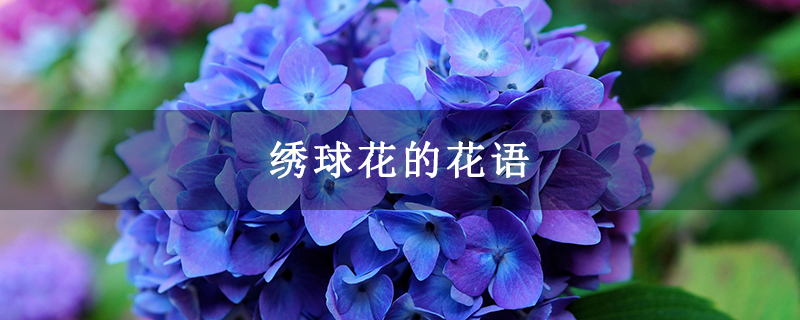绣球花的花语