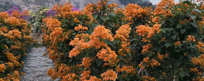 柳州市花是什么花