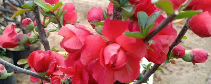 临沂市花是什么花