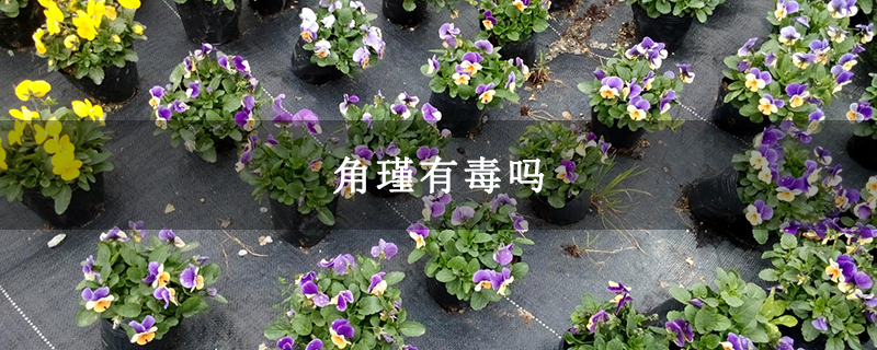 角堇有毒吗