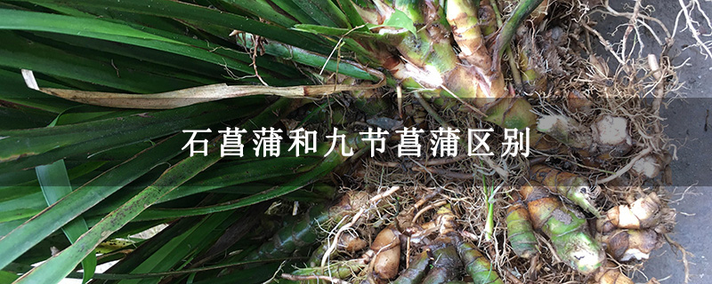 石菖蒲和九节菖蒲区别