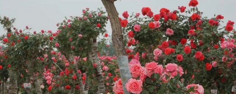 月季花的来历是什么