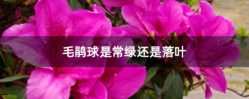 毛鹃球是常绿还是落叶