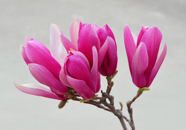 玉兰花