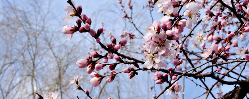 庆阳市花是什么花