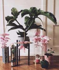 9月就养这四种植物，天天好运！