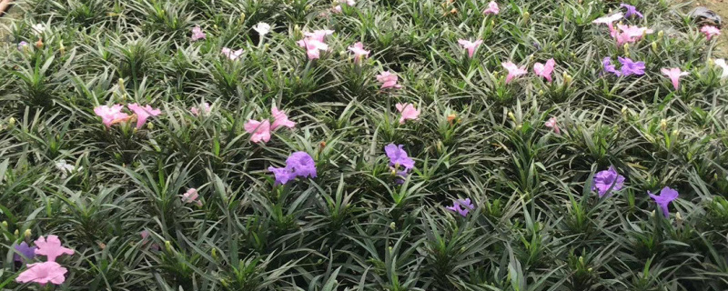 不丹国花是什么花