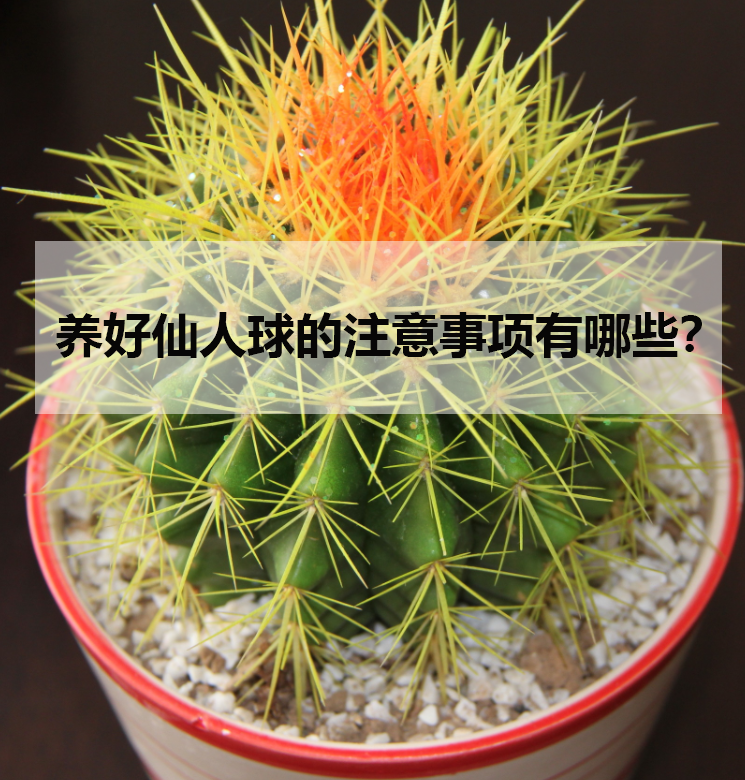 养好仙人球的注意事项有哪些?
