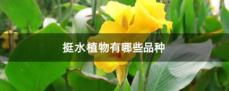挺水植物有哪些品种